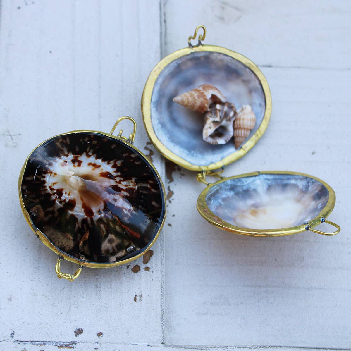 Limpet Seashell Coin Purse - Shell Box