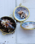 Limpet Seashell Coin Purse - Shell Box
