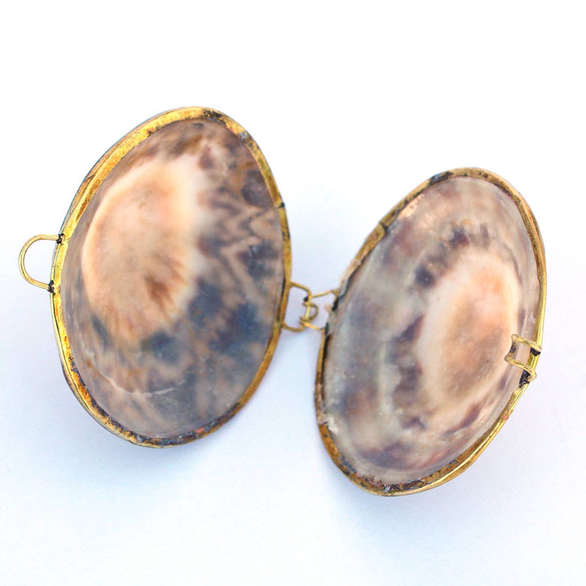 Limpet Seashell Coin Purse - Shell Box