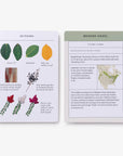 Sibley Tree Identification Flashcards