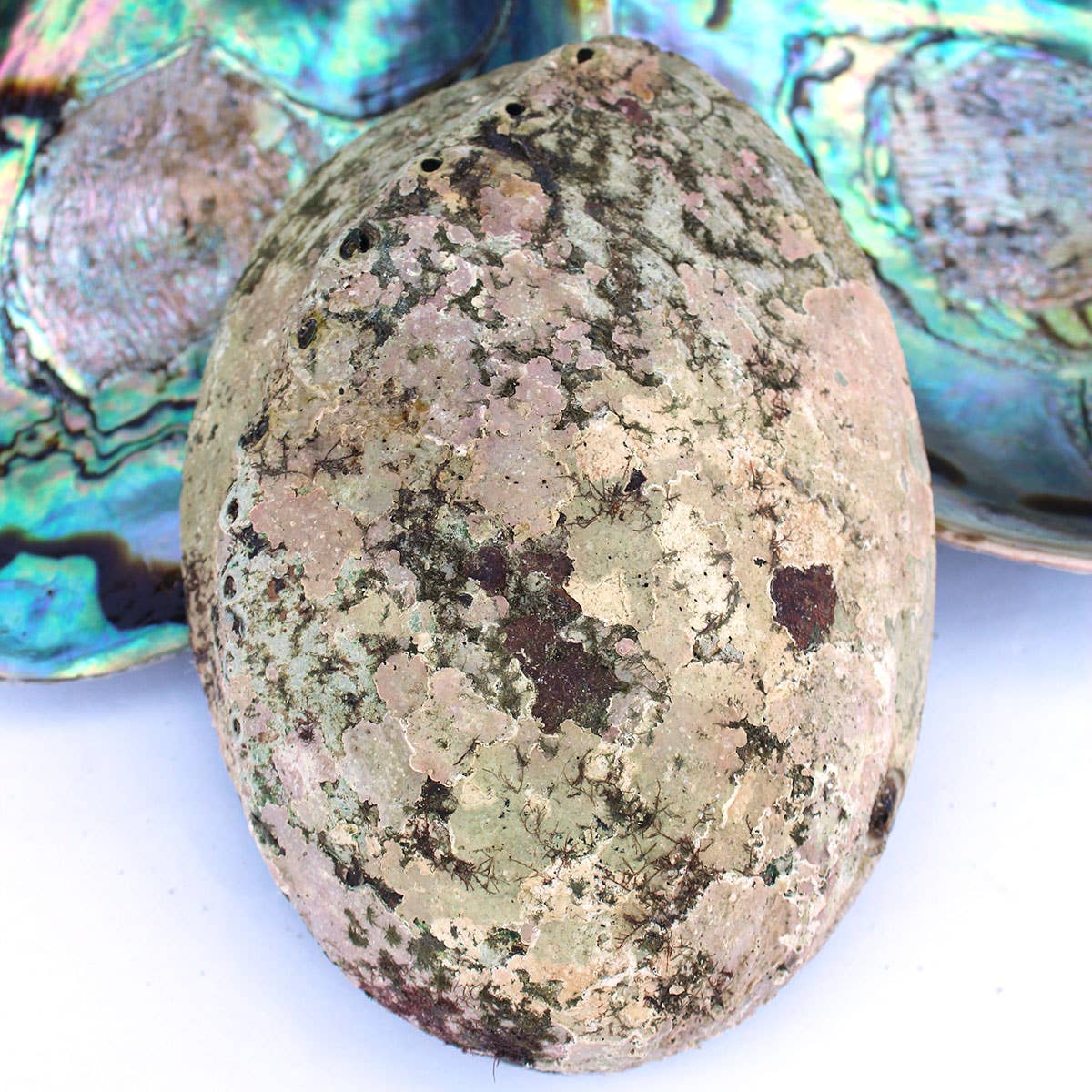 Paua Abalone Seashell 5-6.5&quot;