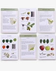 Sibley Tree Identification Flashcards